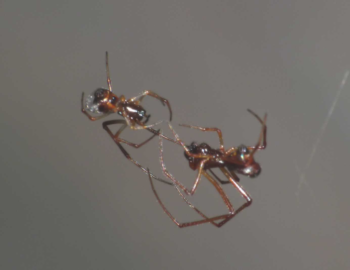Gli astuti Argyrodes